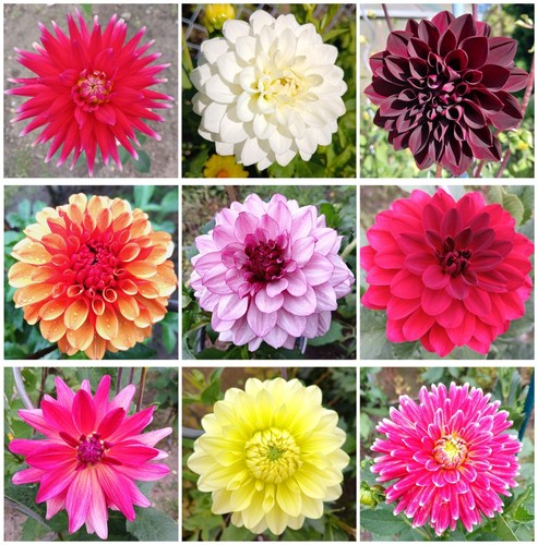 Dahlien samen set mix - samen,