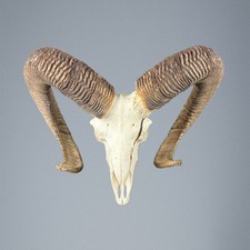 013MU Mufflon jagdtrophae, Wildschaf, Horn 84-83cm C.25cm DE 