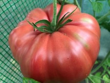 Tomatensamen Italienische Fleischtomate "Sicilian Saucer" ROSA frische 10+ Samen
