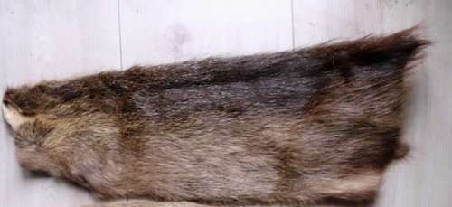 Nutria ganzes fell - nutria,