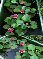 rote Seerose / blühende