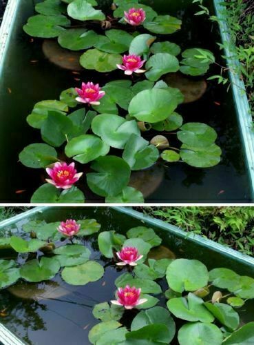 Rote seerose blühende - /,