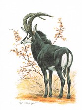 Rappenantilope Paarhufer