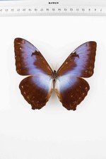 Schmetterling Entomologie