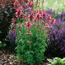 Agastache staude sommerblume - staude,