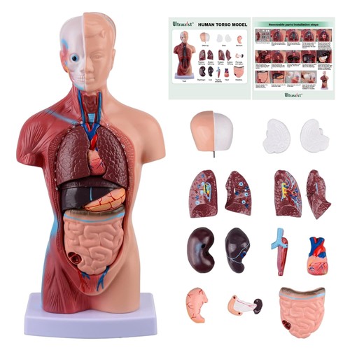 Anatomie modell menschlicher - modell,