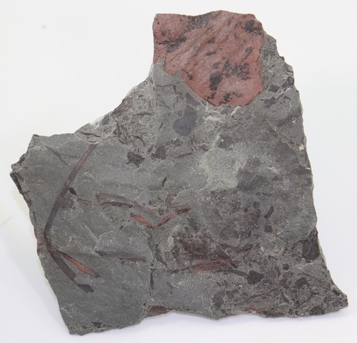 Pflanzen zosterophyllum - pflanzen,,