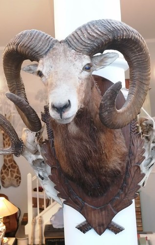 Mufflon widder geweih - mufflon,