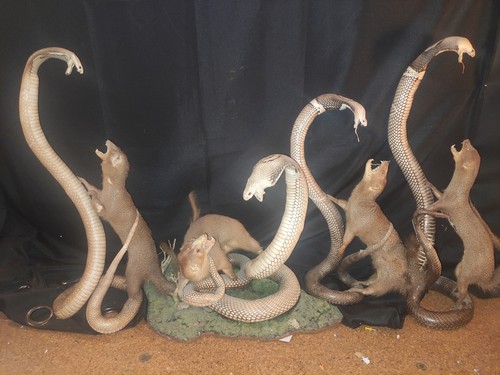 Taxidermie sammlung - taxidermie,