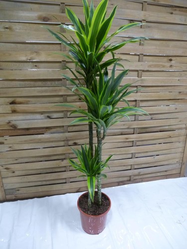 Palmenlager xl dracaena de - [palmenlager],
