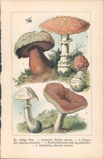Lithographie - Steindruck - 1894 - Giftige Pilze - Satanspilz - Fliegenpilz - Kn