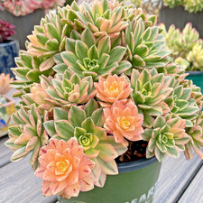 Rare Variegated Succulent