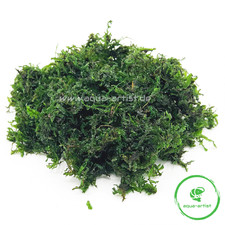 Perlenmoos (Plagiomnium