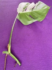 Monstera Deliciosa Variegata Steckling-White  Ableger