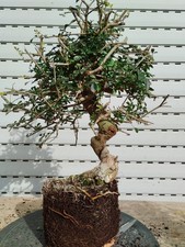 pre Bonsai Fraxinus Esche