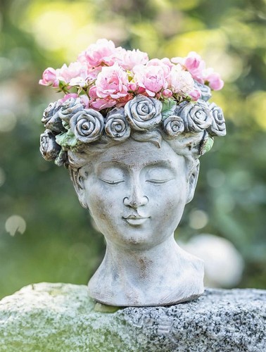 Blumen pflanz topf rosenkrone - blumen,