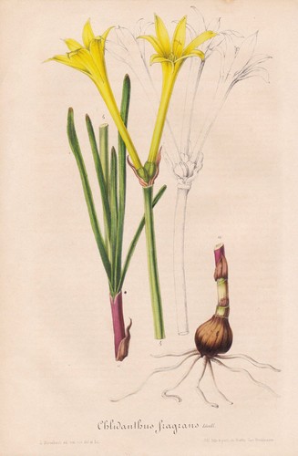 Achimenes gloxiniaeflora - achimenes,