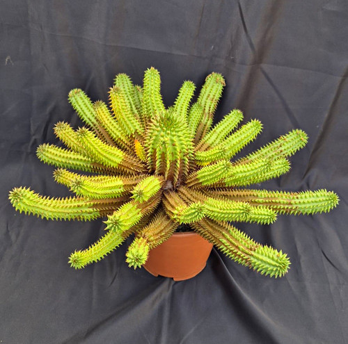 Euphorbia susannae xxl - euphorbia,