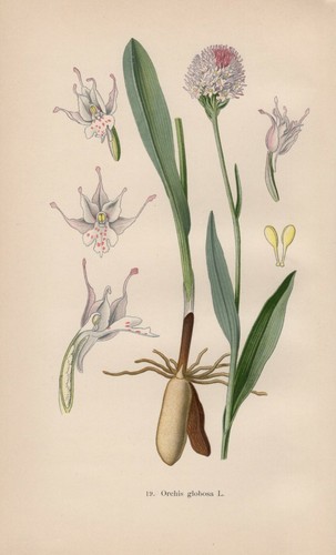 Orchis globosa rosa - globosa,