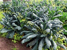 PALMKOHL GRÜNKOHL FRIESISCHE