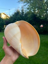 Muschel XL, Melo Diadema