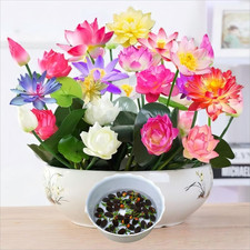 Lotus Samen Wohnung Gemischt  winterharte Pflanzen  Bonsai Samen  Blumen