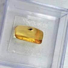 RARITÄT: Bernstein-Fossil mit