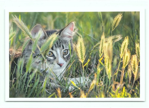 Postkarte katze neu - postkarte,