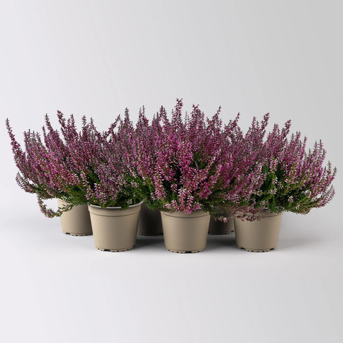 Knospenheide lila topf ø 12 - knospenheide,, lila,