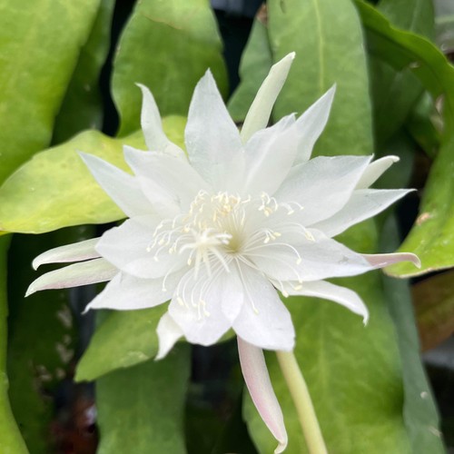 Epiphyllum pumilum - ,