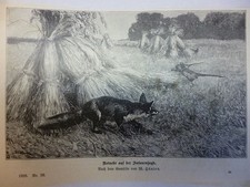 Orig. Holzstich - Füchse -
