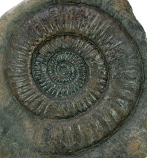 Lias Schaustück mit