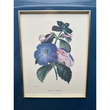 Lithograph S. Holden Achimenes