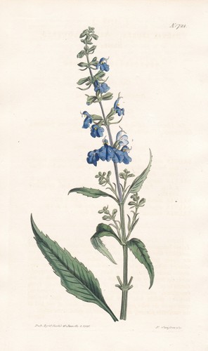 Salvia azurea north america - north,