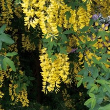 Hänge-Alpen-Goldregen PENDULUM 120-140 cm im Container