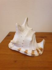 Riesenmuschel Cassis Cornuta