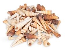 NaDeco Turritella terebra