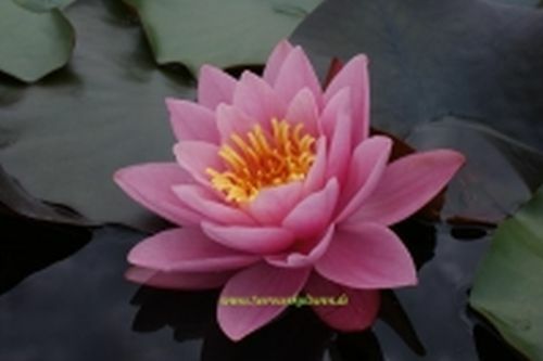 Winterharte seerose nymphaea - seerose,,