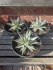 Agave victoriae reginae white - victoriae,