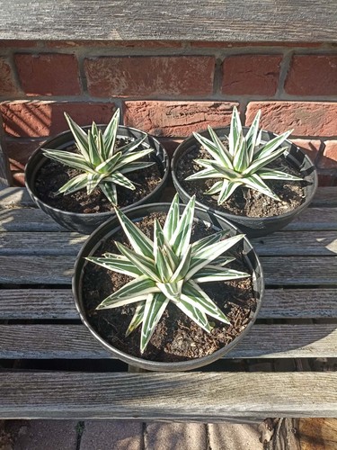 Agave victoriae reginae white - agave,