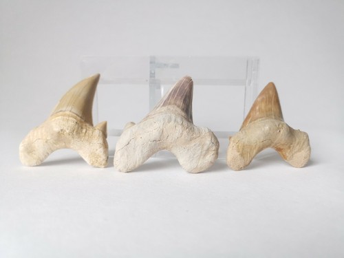 Otodus obliquus teeth - obliquus,