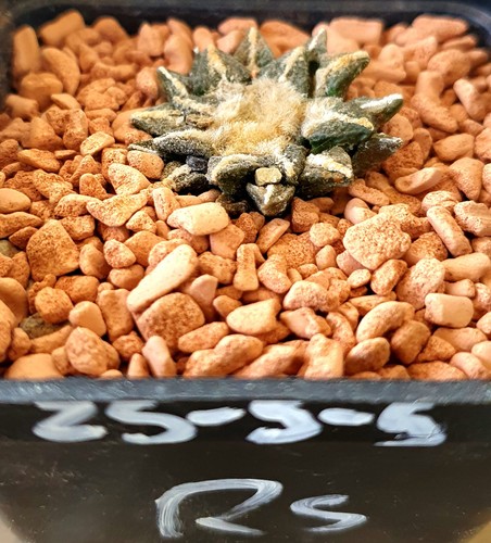 Ariocarpus kotschoubeyanus - ,