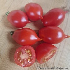 Tomate Piennolo del Vesuvio 10 Samen