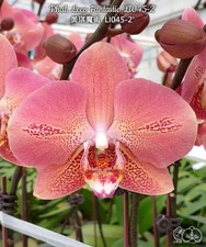 Phalaenopsis Leco Fantastic