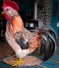 DEKO  HAHN mit echten Federn,  vintage,  Retro 