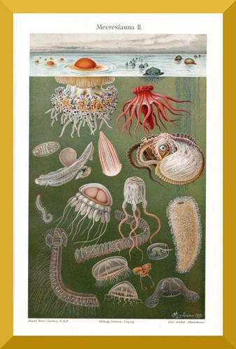 Meeresfauna 120 jahre alte - +120,