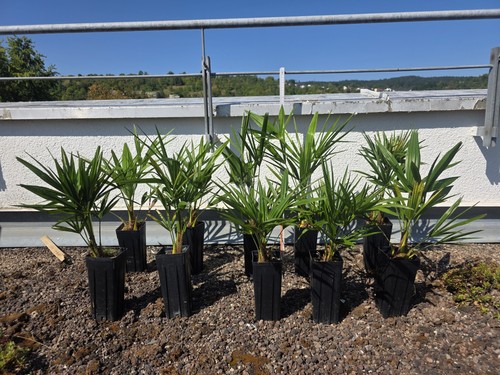 Trachycarpus fortunei - trachycarpus,