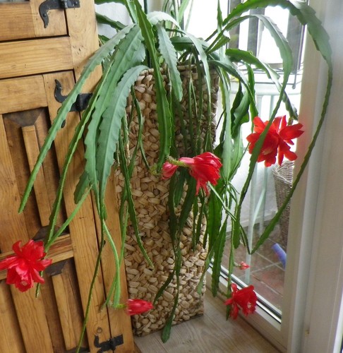 Kaktus ableger epiphyllum rot - kaktus,