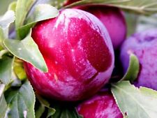 Pfirsich-Pflaume JEROZOLIMKA 130-150 cm hoch