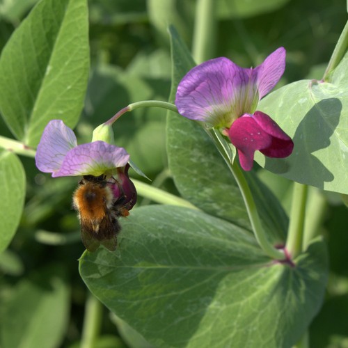 Futtererbse saaterbse pisum - futtererbse,